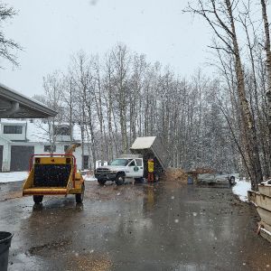 Rooted Tree Solutions Gallery Image of Nick Gratton, arborist, hard at work maintaining a tree's health.