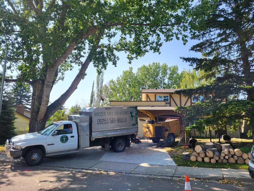 Rooted Tree Solutions Lightbox Image of Nick Gratton, arborist, hard at work maintaining a tree's health.