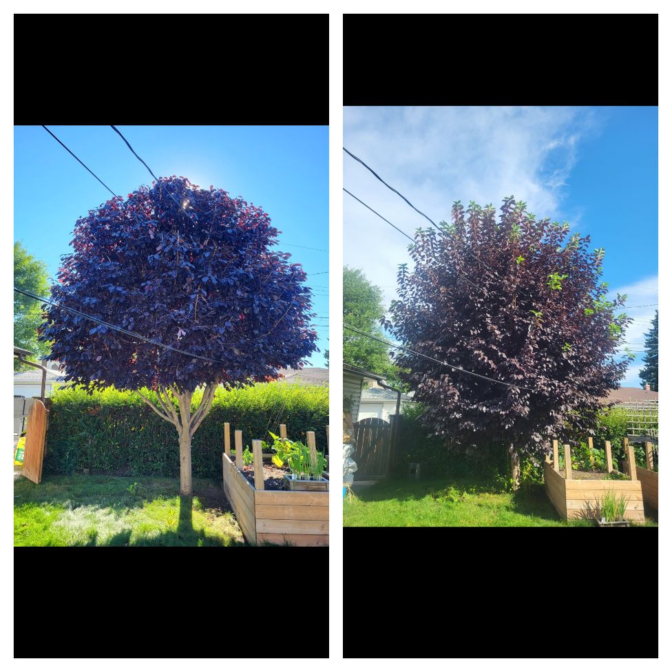 Rooted Tree Solutions Lightbox Image of Nick Gratton, arborist, hard at work maintaining a tree's health.