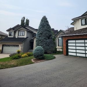 Rooted Tree Solutions Gallery Image of Nick Gratton, arborist, hard at work maintaining a tree's health.