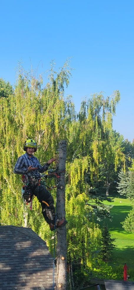 Rooted Tree Solutions Lightbox Image of Nick Gratton, arborist, hard at work maintaining a tree's health.