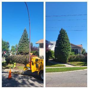 Rooted Tree Solutions Gallery Image of Nick Gratton, arborist, hard at work maintaining a tree's health.