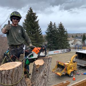 Rooted Tree Solutions Gallery Image of Nick Gratton, arborist, hard at work maintaining a tree's health.