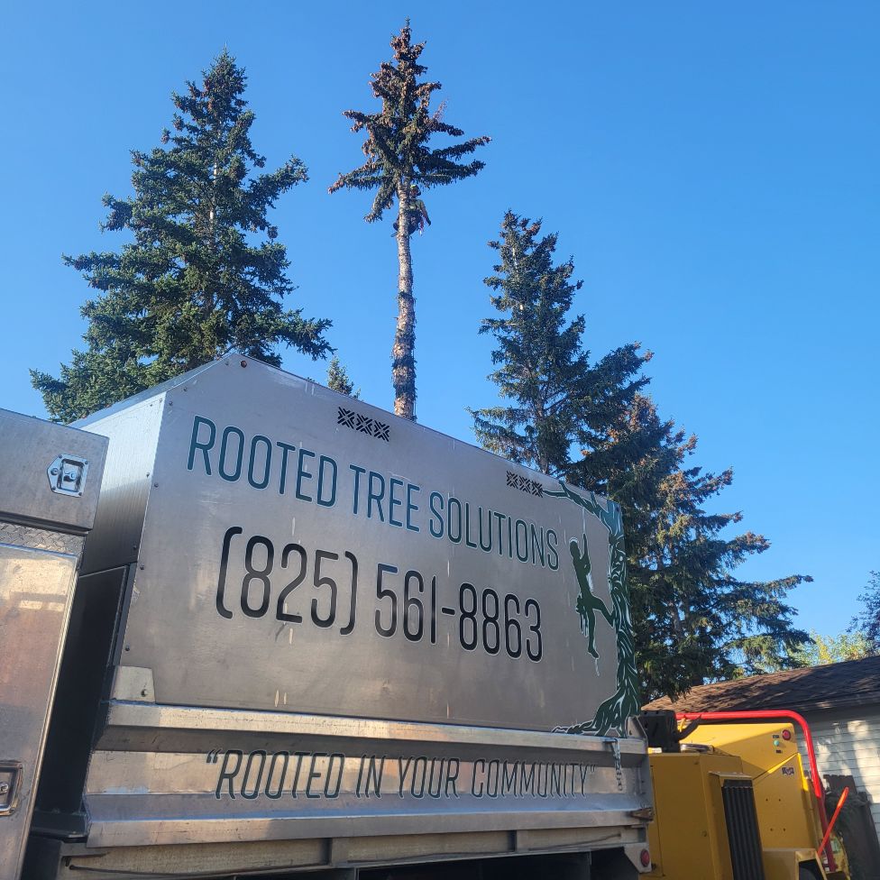 Rooted Tree Solutions Lightbox Image of Nick Gratton, arborist, hard at work maintaining a tree's health.