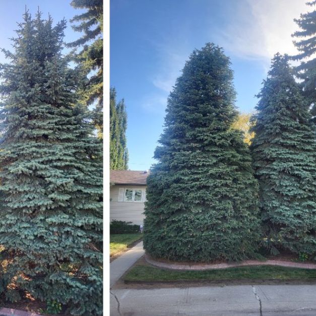 Rooted Tree Solutions Gallery Image of Nick Gratton, arborist, hard at work maintaining a tree's health.
