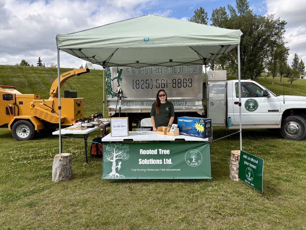 Rooted Tree Solutions Lightbox Image of Nick Gratton, arborist, hard at work maintaining a tree's health.