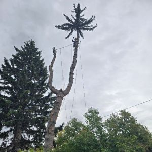 Rooted Tree Solutions Gallery Image of Nick Gratton, arborist, hard at work maintaining a tree's health.