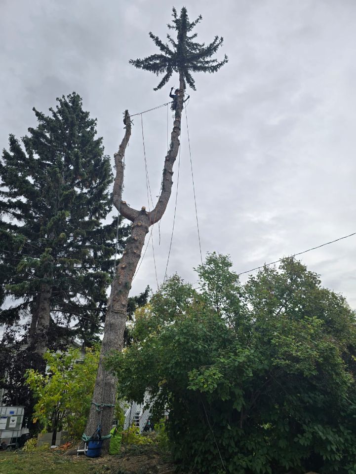 Rooted Tree Solutions Lightbox Image of Nick Gratton, arborist, hard at work maintaining a tree's health.